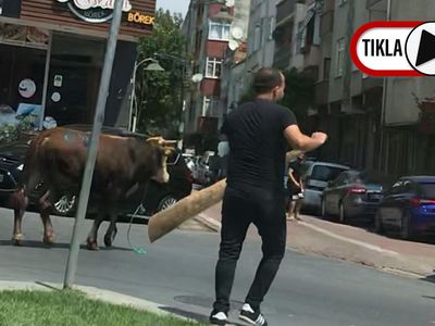 Zeytinburnu’nda Yola Atlayan Kurbanlık Dana Ortalığı Birbirine Kattı! O Anlar Kamerada