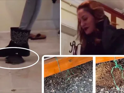 "Çok mutluyum" diyerek kaplumbağa ezmişti: Vahşet videolarında ‘örgüt suçu' tehlikesi