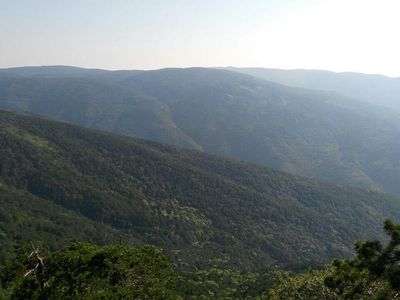 Kaz Dağları'nda bilim dünyasına yeni tür: 1705 metre yükseklikte keşfedildi