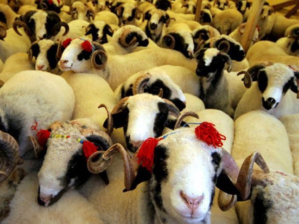 2021 Kurban Fiyatları Ne Kadar Oldu?
