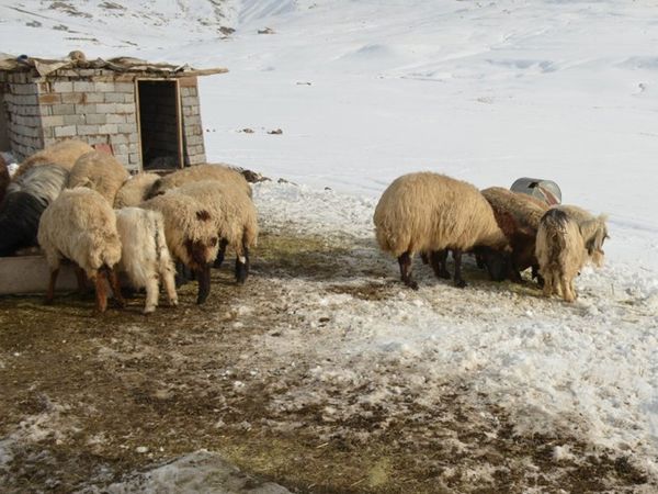 4 Yıldır Şehirden Uzak Yaylada Hayatını Sürdürüyor