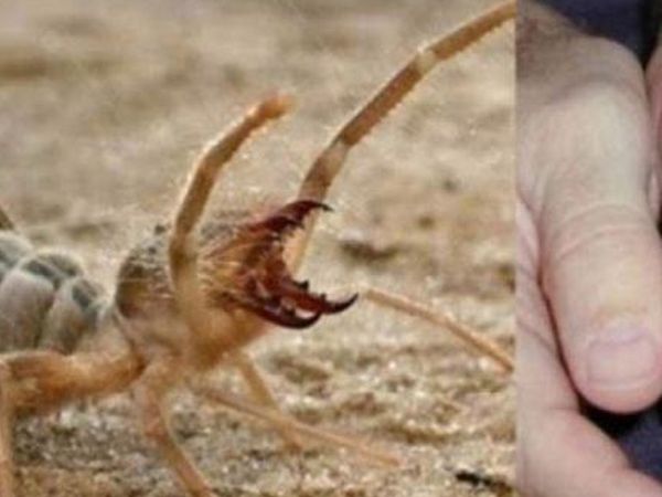 Adıyaman’da zehirli örümcek istilası! Sarıkız örümceği 1 metre zıplıyor ve tek ısırığıyla et koparıyor