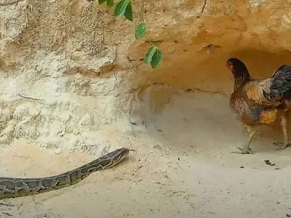 Anne tavuğun pitona karşı yavrularını koruyuşu sosyal medyada gündem oldu