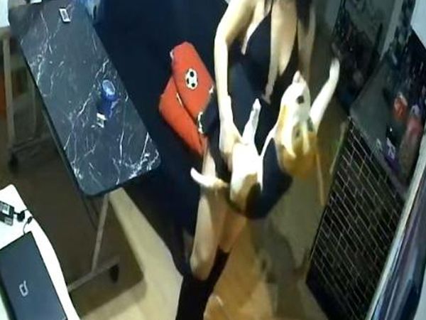 Antalya'da Abiyeli Hırsızlar İskoç Cinsi Kediyi Bile Çaldı
