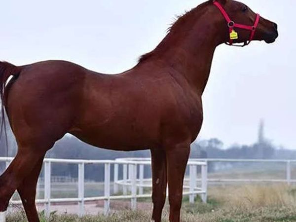 At Satışlarından Ekonomiye Milyonluk Katkı