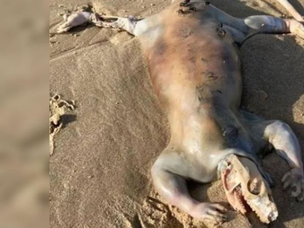 Avusturalya’da bulunan bu tuhaf yaratık dünya gündemine oturdu