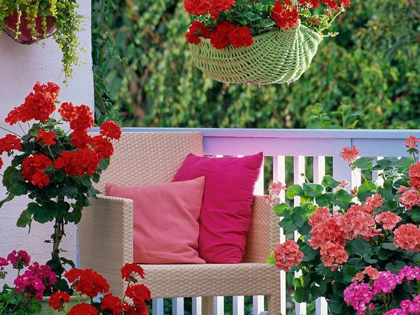 Balkon Çiçekleri ve İsimleri