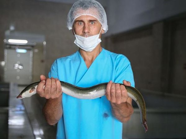 Bu nasıl tedavi yöntemi! Kabız olan adam çareyi yılan balığında buldu ama yemek yerine çok daha fenasını yaptı