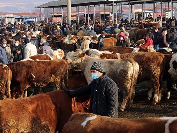 Büyük baş ve küçük baş kurbanlar ne kadar? Türkiye geneli il il 2022 yılı kurban fiyatları belli oldu!