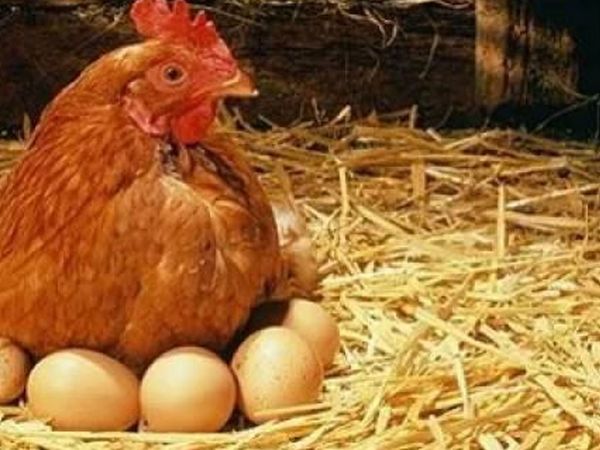 Çanakkale'de arkadaşından gördüğü tekniği uyguladı tavuklarına maydanoz yedirdi sonrasında olanlar herkesi şok etti