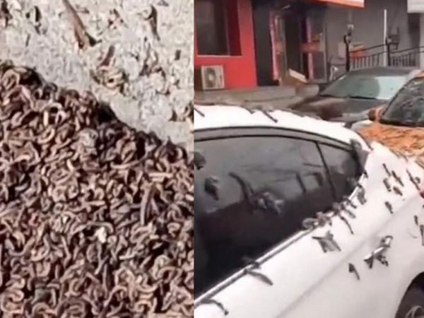 Çin'de korkutan görüntü! Solucan yağmurunun nedeni belli oldu