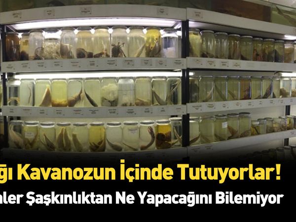 Çok az kişi biliyor! Yıllardır cam fanusların içinde saklanıyorlar!