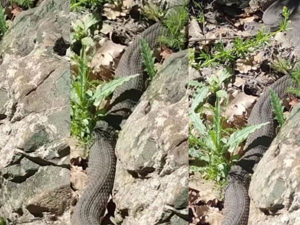 Dev yılanlar mahalle sakinlerini korkuttu Elazığ'da yılan paniği yaşandı