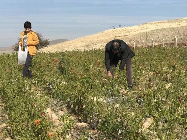 Elazığ’da Yaşayan Çiftçi Tarlasını İhtiyaç Sahiplerine Açtı: 7 Ton Sebzeyi Ücretsiz Dağıttı