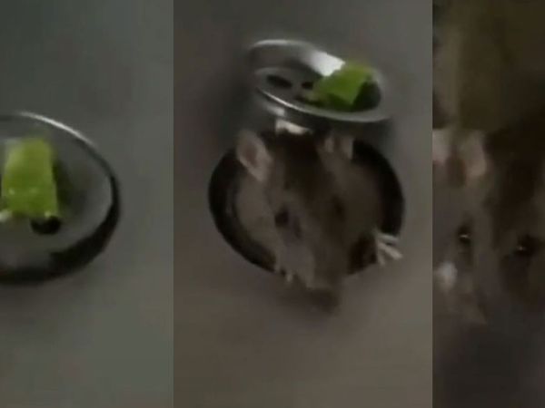 Fare istilası başladı! Önce ekmeğin içinden çıktı şimdi de lavobonun içinden görüntüler dehşet verici
