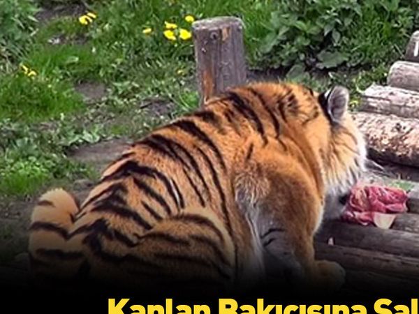 Filmleri aratmayan sahne aslan bakıcısına saldırdı