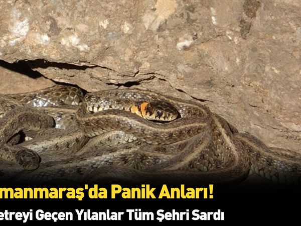 Görüntüler endişe verici! Kahramanmaraş'da boyu 2 metreyi geçen yılanlar bulundu