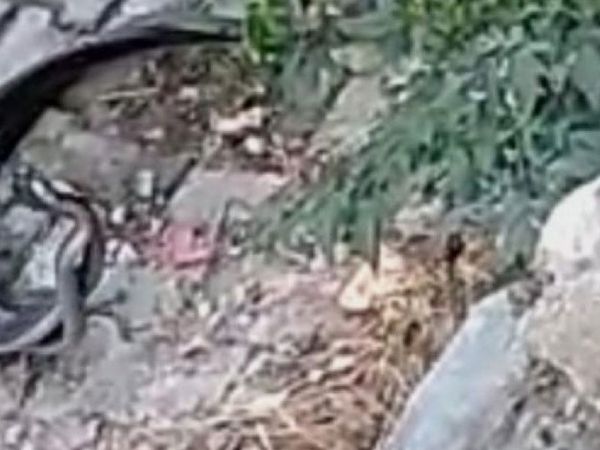 Hatay'da iki yılanın dansı görenleri hayrete düşürdü! 'Artık yılanlar da şov peşinde...'