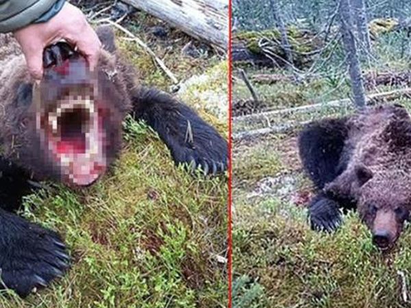 ‘İnsan Yiyen Canavar Ayı’ Küçük Çocuğu Parçalara Ayırıp Yedi