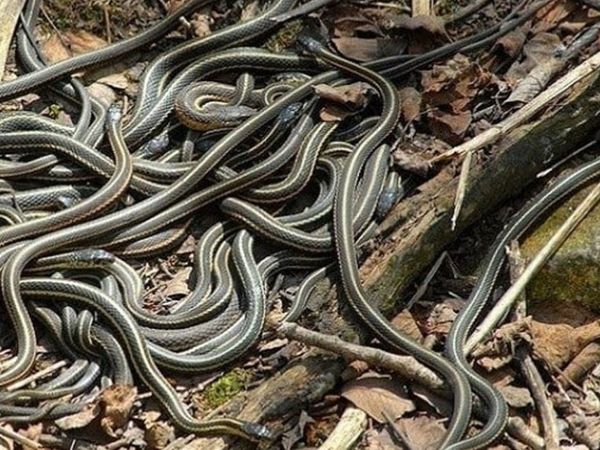 İstanbul’da şehrin içinde yılan görüldü