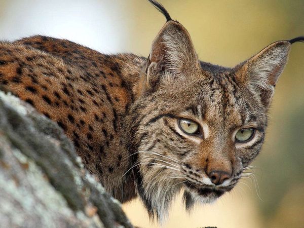 Karakulaktan Vaşağa Türkiye'de Yaşayan Yabani Kedi Türleri Nelerdir?