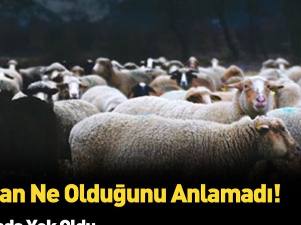 Kaşla göz arasında koyun sürüsü telef oldu çoban olanlara anlam veremedi hayatının şokunu yaşadı