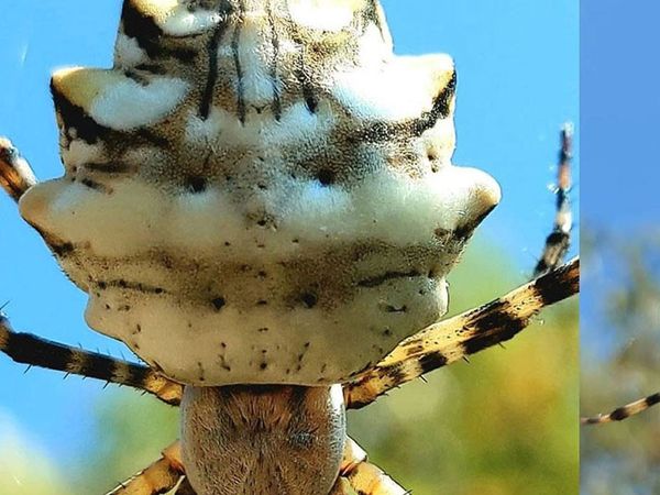 Kendi eşini yiyerek beslenen örümcek Samsun'da ortaya çıktı