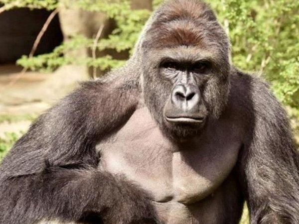 Küçük çocuk gorilin kafesine düştü: Üzücü gerçek ise sonradan ortaya çıktı