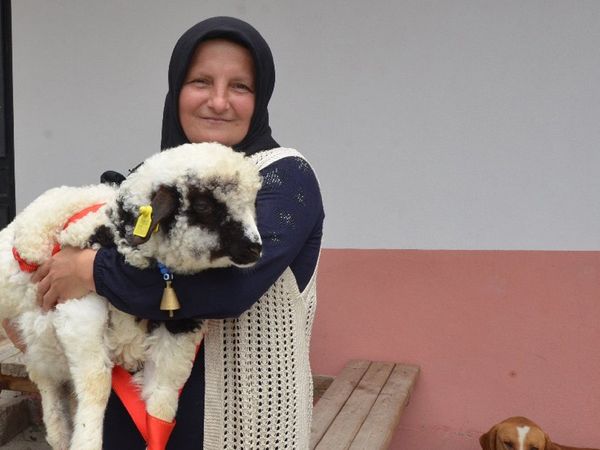 Kuzu görenleri hayrete düşürdü! Sahibine ‘anne’ diye meleyişi kameralara saniye saniye yansıdı