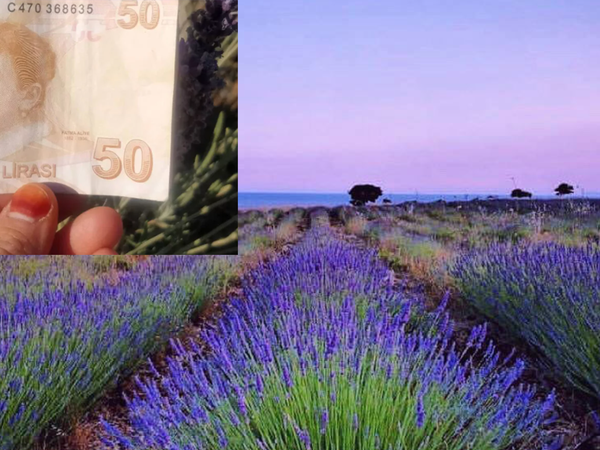 Lavanta Tarlasına Para Bırakıp Giden Adamın Yazdığı Mesaj Duygulandırdı!
