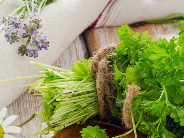 Maydanozda hangi vitaminler var, hangi hastalıklara iyi gelir? Maydanoz suyunun faydaları