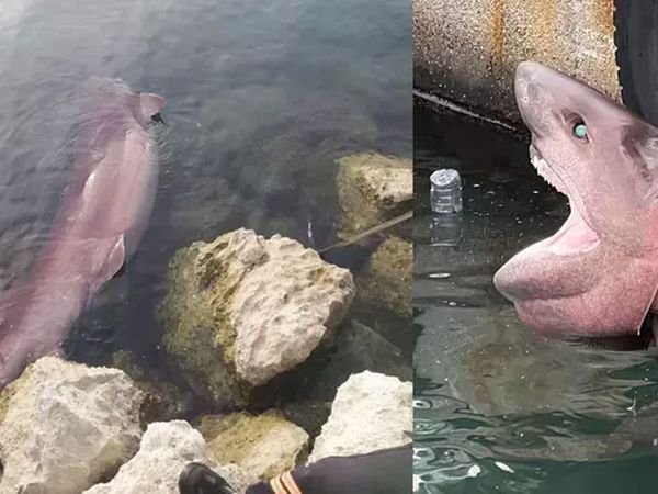 Mersin’de altı tane solungacı olan köpek balığını görenler küçük dilini yuttu!!