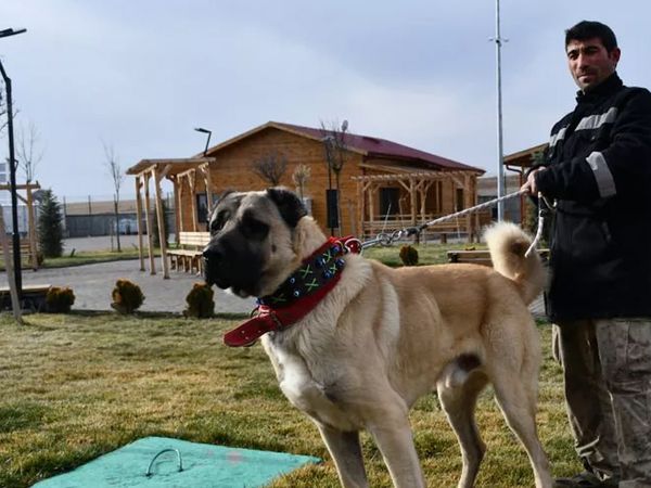 Safkan Sivas Kangalı’nın Bakımı da Sivaslılar Tarafından Yapılıyor