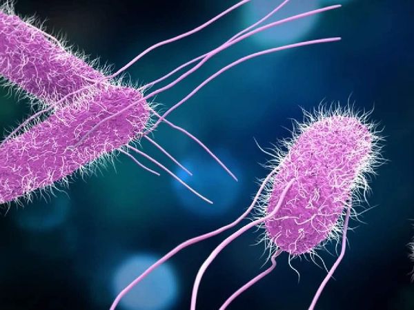 Salmonella, nasıl bulaşır, tedavisi nasıl yapılır? Salmonella hakkında bilmeniz gerekenler