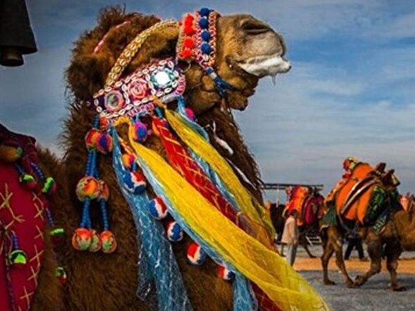 Suudi Arabistan'da Şaşırtan Olay! Botokslu Develer Güzellik Yarışmasından Diskalifiye Edildi