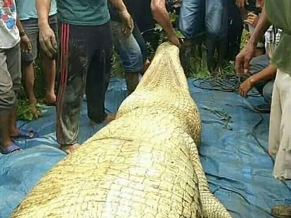 Timsahın karnından çıkanlar herkesi şoke etti! Günlerdir kayıp olan zavallı adam meğerse çoktan yemek olmuş işte o görüntüler