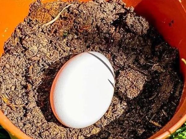 Toprağa yumurta bırakın 6 hafta sonra bakın ne olacak! Gözlerinize inanamayacaksınız