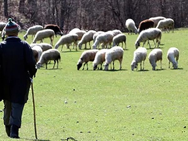 Toprağı eşeleyen çoban gördükleri karşısında şaşkınlığını gizleyemedi!