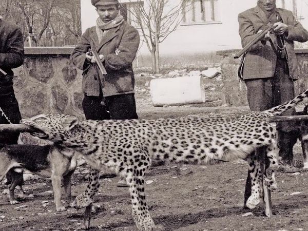 Türkiye'de Nesli Tükenmekte Olan Hayvanlar