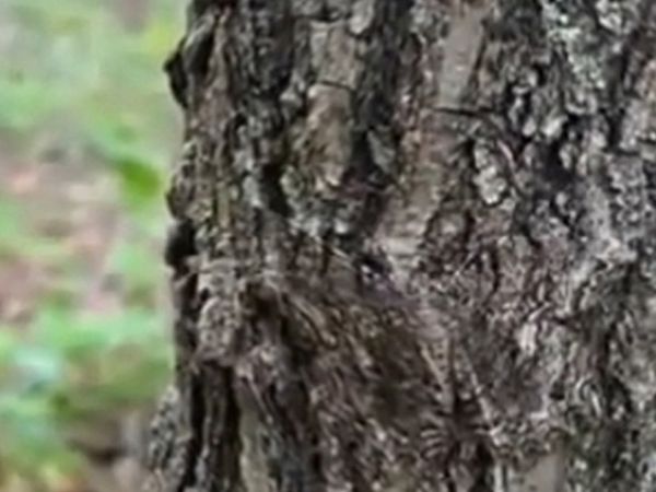 Türkiye’deki bu ağaç büyük ilgi gördü! Gövdesindeki o mucize görenleri hayran bırakıyor