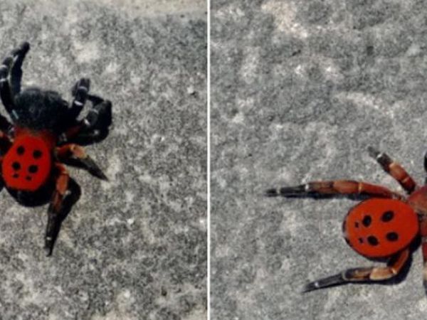 Uğur böceği zannedildi ama zehirli örümcek çıktı! Yetkililer o ildeki vatandaşları uyardı