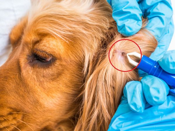 Veteriner köpeğin derisinden yüzlerce canlı kurdu tek hamlede çıkardı!