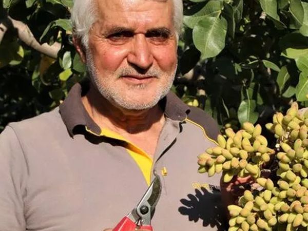 26 Yıl Önce Hobi Olarak Fıstık Yetiştirmeye Başladı, Şimdi Dünyaya İhraç Ediyor