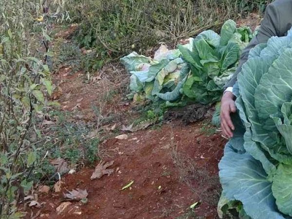 30 Kiloluk Dev Lahanalar Görenleri Şaşkına Çeviriyor!