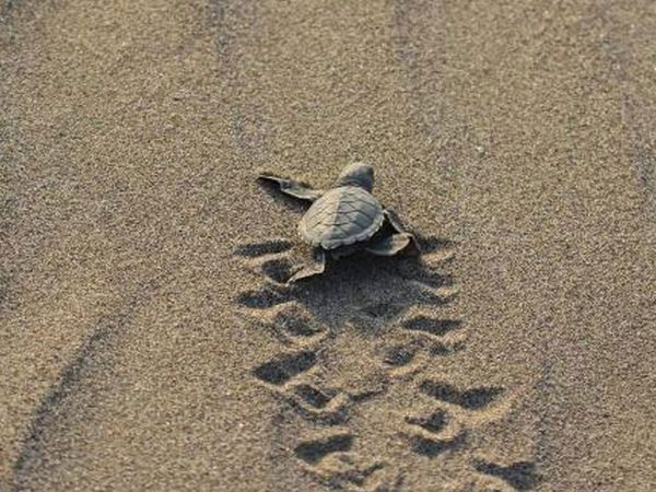 543 Bin 704 Caretta Caretta Yavrusu Denizle Buluştu