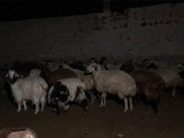Aç Kalan Kurtlar Koyunlara Saldırdı
