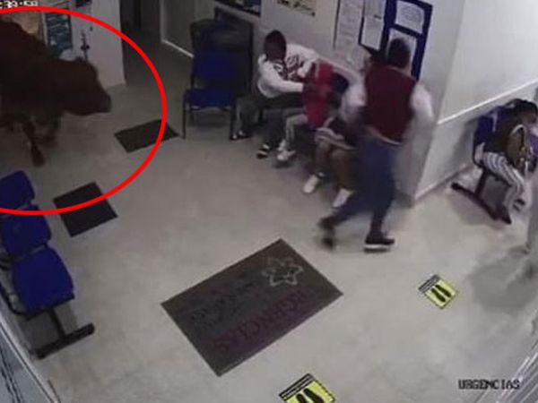 Acil Servise Giren İnek Ortalığı Duman Etti