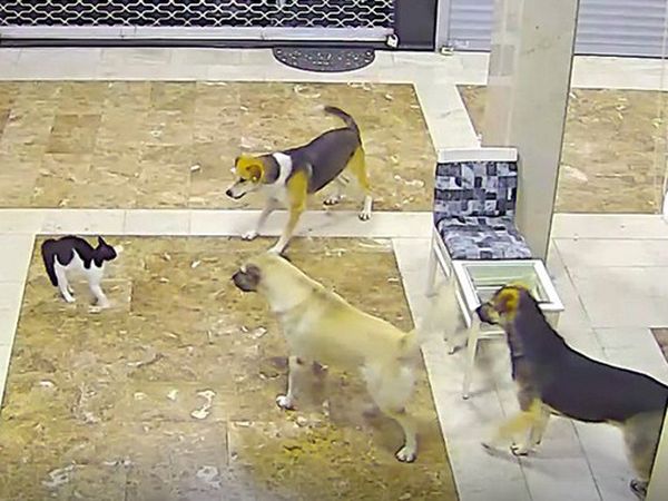 Adana’da Kedi, Yavrusuna Saldıran 3 Köpeği Kovaladı