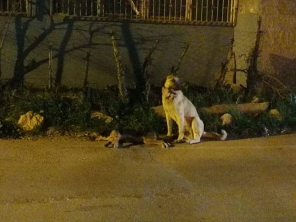 Adana'da Sokak Köpeğinin Yürek Burkan Görüntüsü