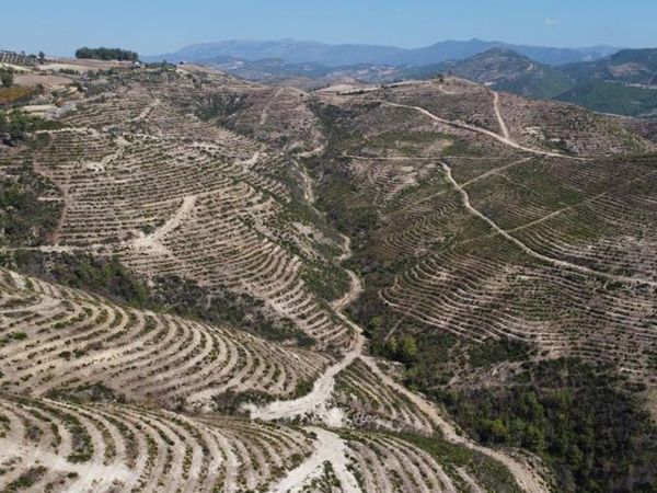 Adana'da Yangın Sonrası Tekrar Yeşeren Alanın Drone Görüntüleri